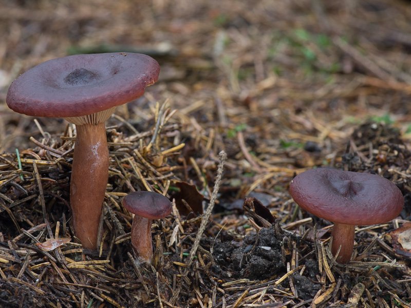 Lactarius badiosanguineus